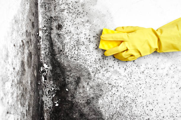 Best Certified Mold Removal  in Timpson, TX