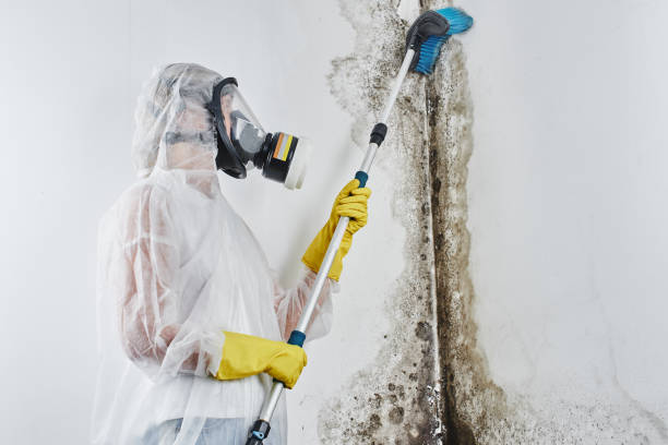 Best Mold Remediation  in Timpson, TX