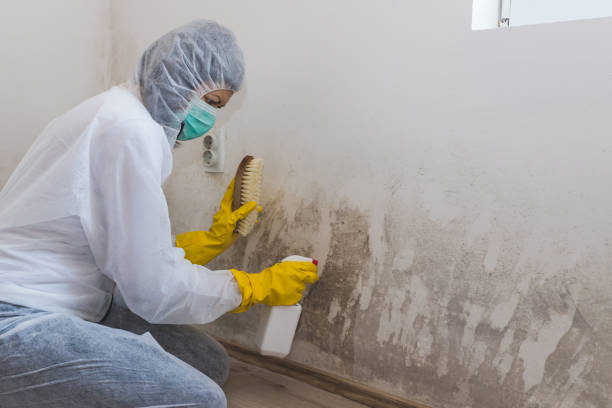 Best Mold Removal Company Near Me  in Timpson, TX