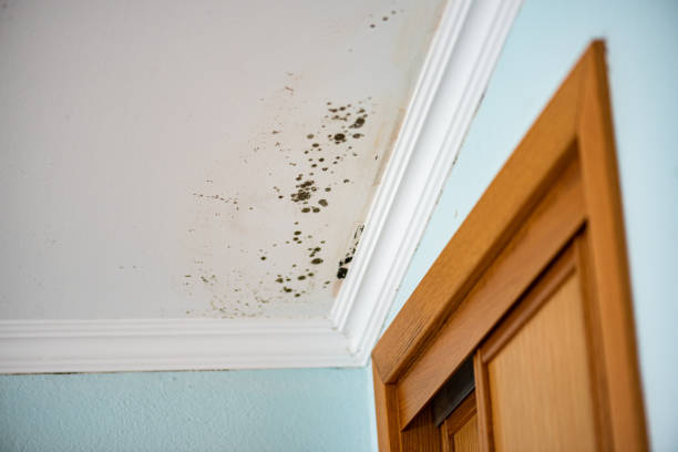 Best Affordable Mold Removal  in Timpson, TX