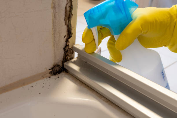 Best Residential Mold Removal  in Timpson, TX