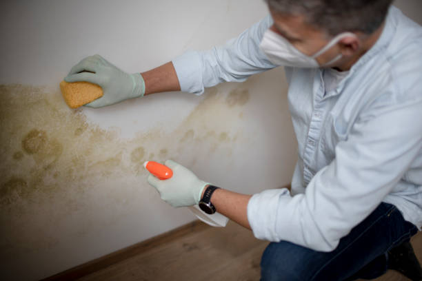 Best Best Mold Removal Companies  in Timpson, TX