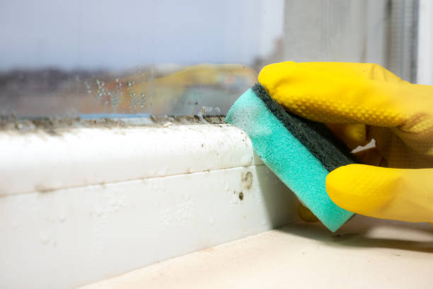 Home Mold Removal in Timpson, TX