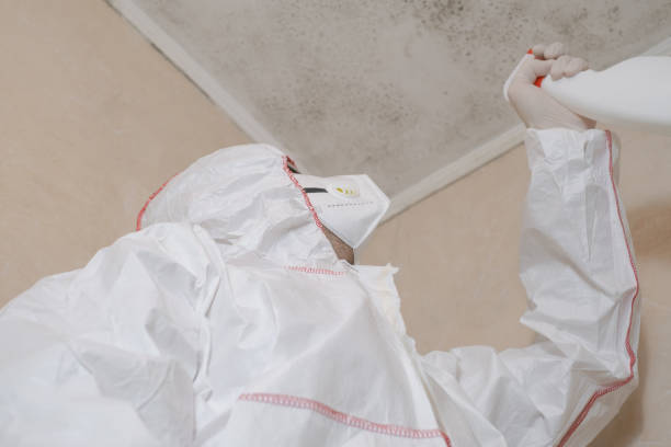 Best Fast Mold Removal  in Timpson, TX