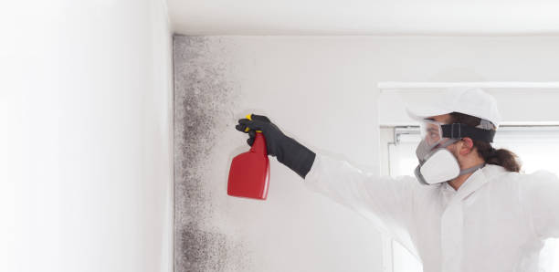 Best Mold Removal Process  in Timpson, TX