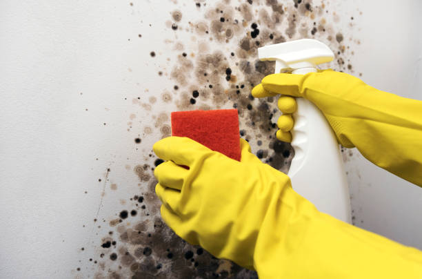 Best Fast Mold Removal  in Timpson, TX