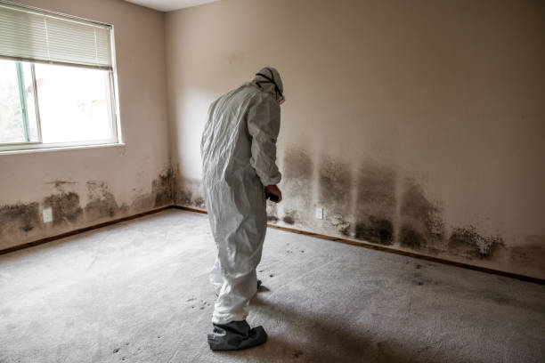 Best Affordable Mold Removal  in Timpson, TX