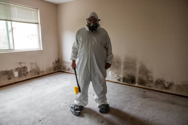 Best Attic Mold Removal  in Timpson, TX