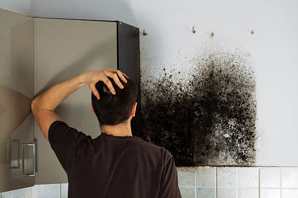 Timpson, TX Mold Removal Company