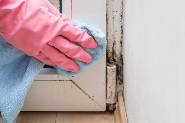 Best Home Mold Removal  in Timpson, TX