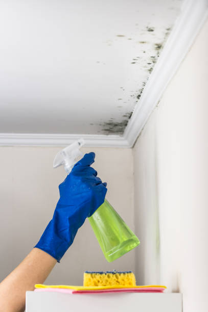 Professional Mold Removal in Timpson, TX