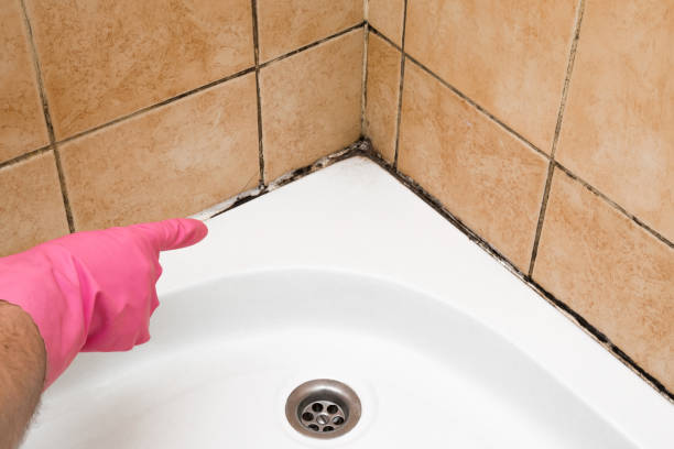 Best Local Mold Removal Service  in Timpson, TX