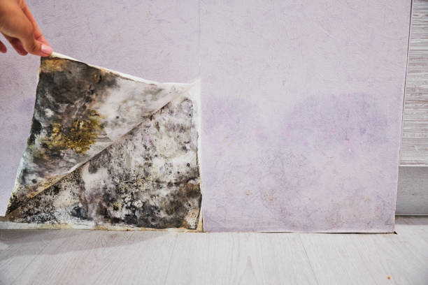 Best Best Mold Removal Companies  in Timpson, TX